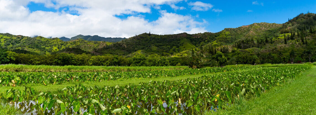 Make a Donation for our Food System